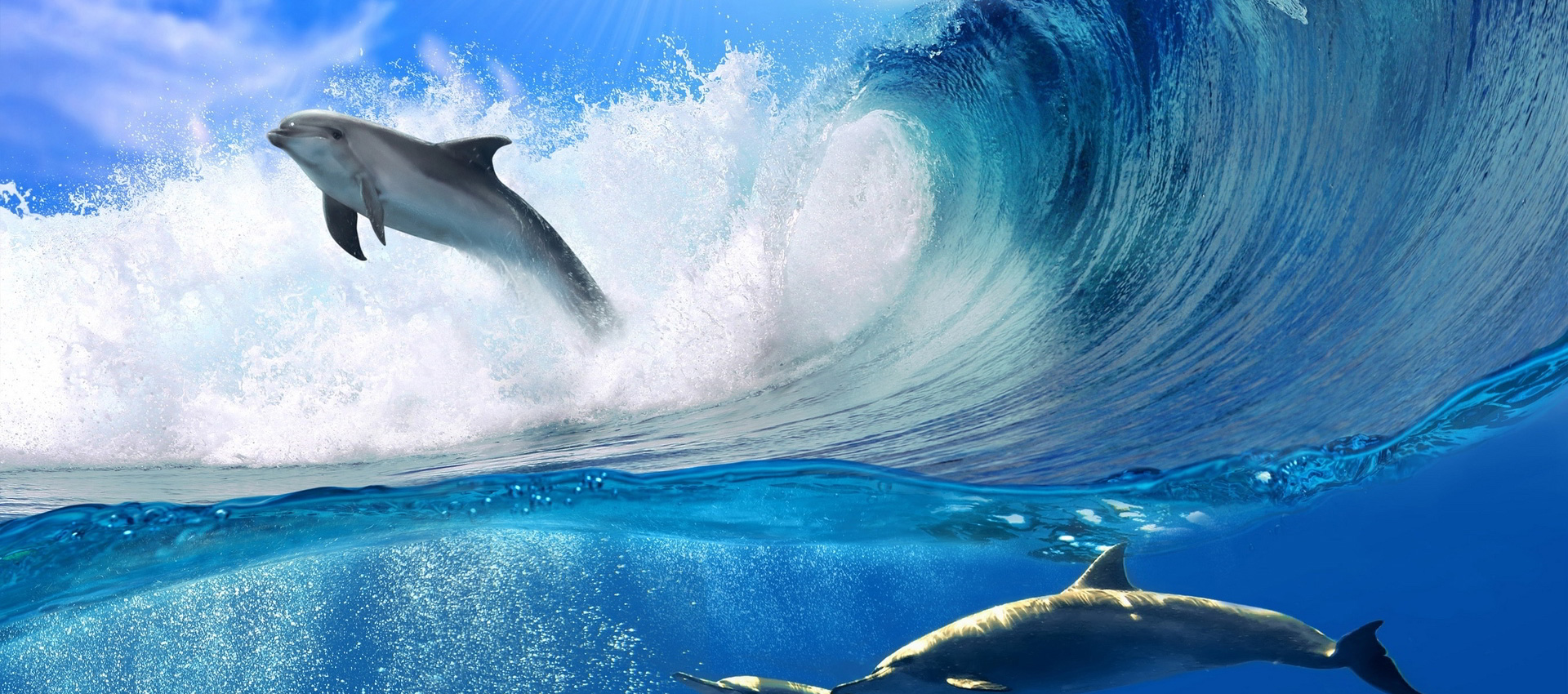 Дельфин волны море